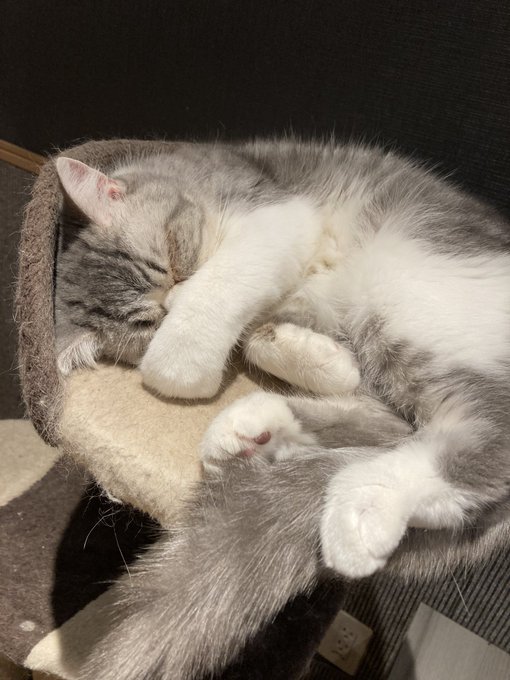 猫カフェの猫のtwitterイラスト検索結果