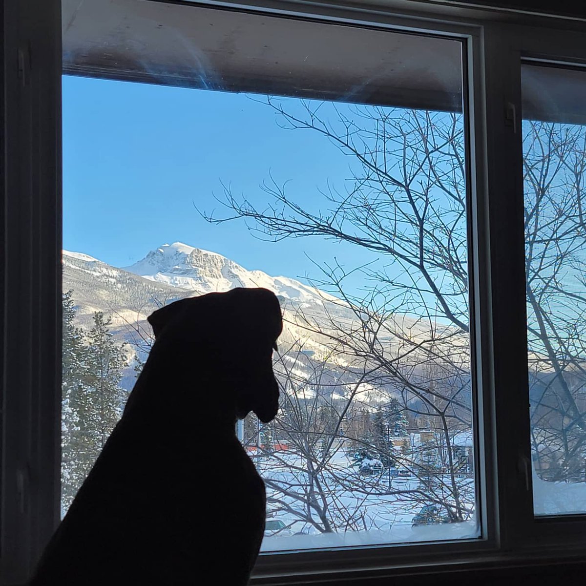 BenSeiler's tweet photo. Asparagus just can't stop taking in the view. Sometimes -40 Temps force you to reflect on life. https://t.co/6d3QcdFtE3