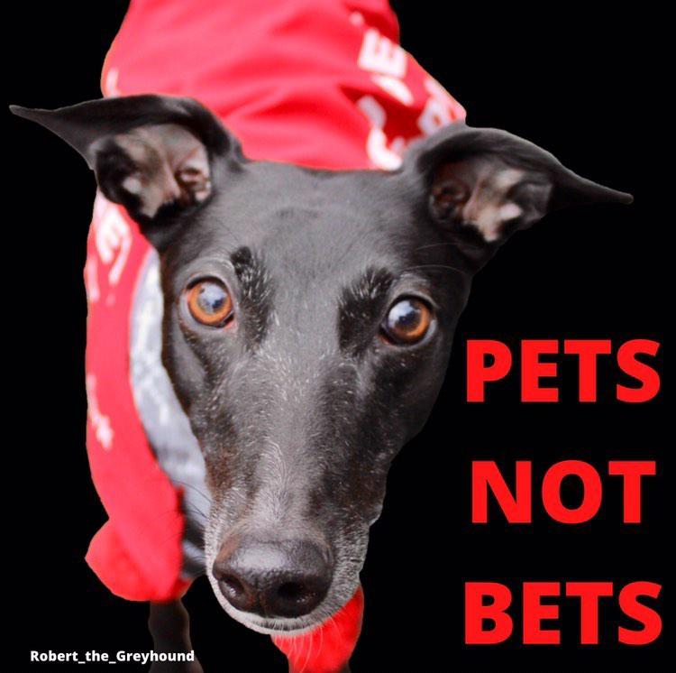 GreyhoundRobert's tweet photo. A breeding bitch saved from a puppy mill is not "retired", they are RESCUED.
The same holds true for Greyhounds. Those who make it out of the systemically cruel industry are RESCUED NOT RETIRED.
#Petsnotbets #companionsnotcommodities #rescuednotretired #twitterdogs #greyhounds https://t.co/k73LRQOBfl
