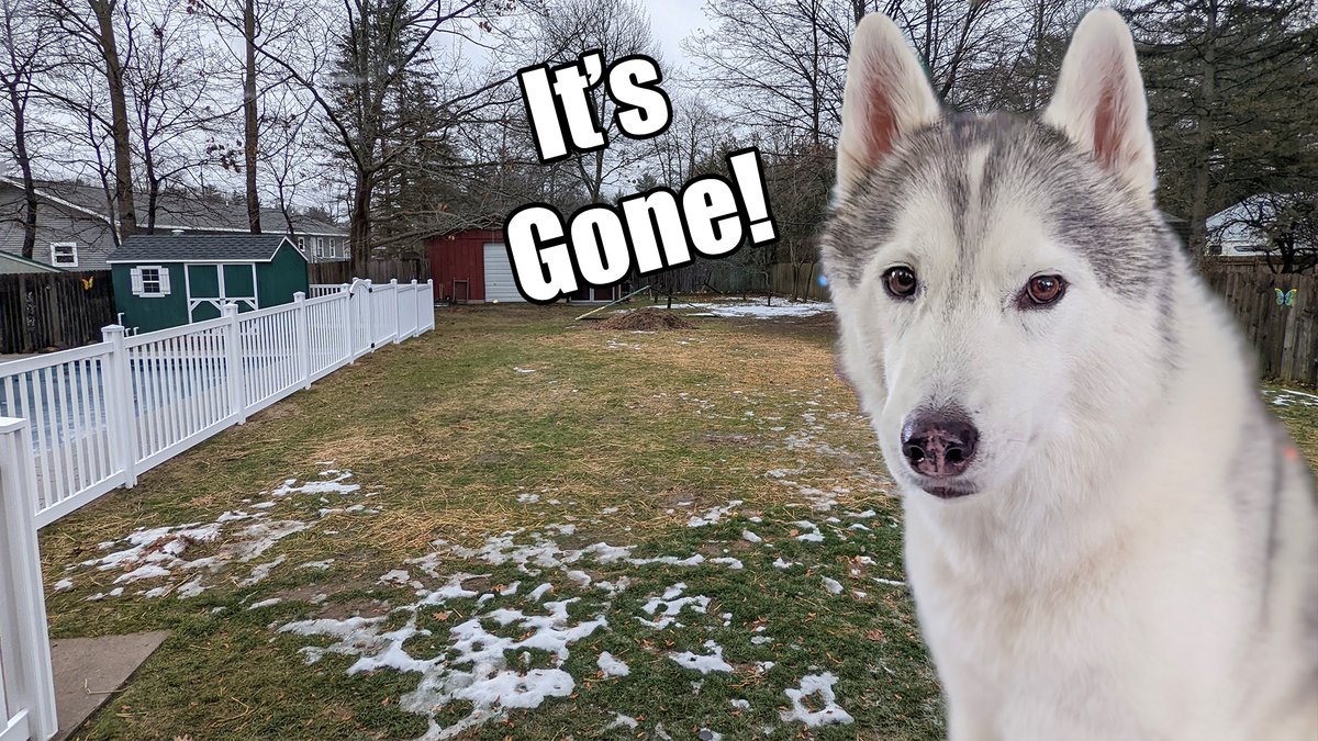 Snow Dogs Vlogs tweet media