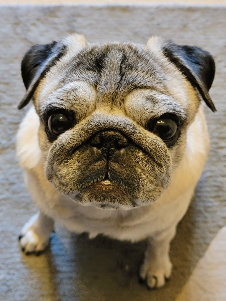 ばこちゃん 今日も うちのパグが超絶可愛いんですけどっ T Co Ia8klz3ms4 Twitter