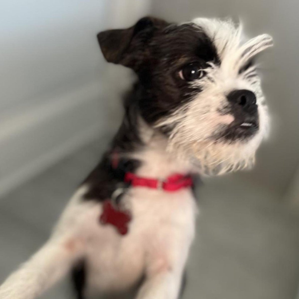 Adoptable now… meet Willie Nelson ❤️ petconnectrescue.org