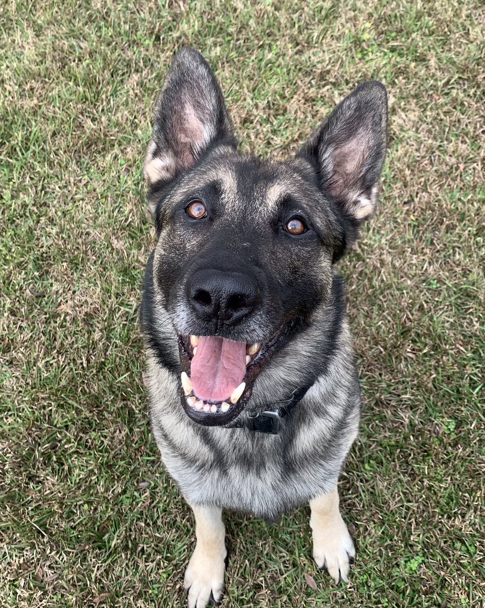 Hope everyone had a wonderful and safe Christmas! 
#DailyDoseOfK9Ghost
