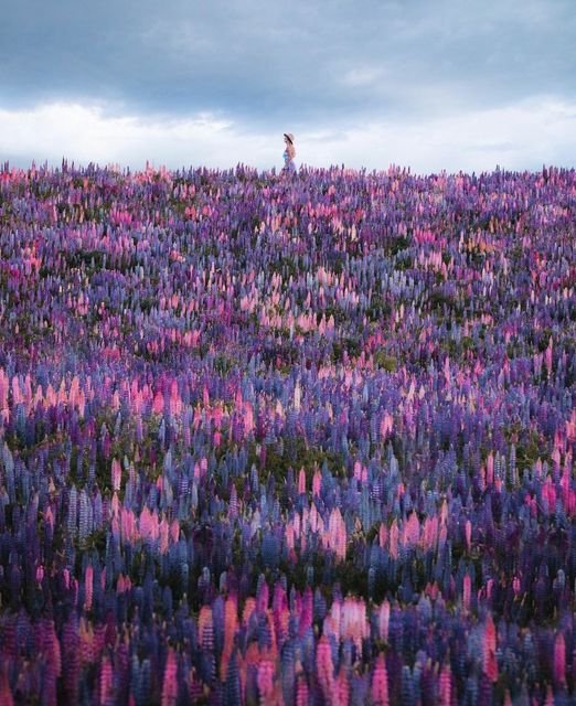 BPKGuide's tweet photo. The fields of lupins are blooming around Lake Tekapo at the moment!
ππ· Impressive pic by the bright @ryanresatka
#NewZealand #NZtravel #NZPocketGuide #LakeTekapo #Tekapo https://t.co/DyBszxgWMa