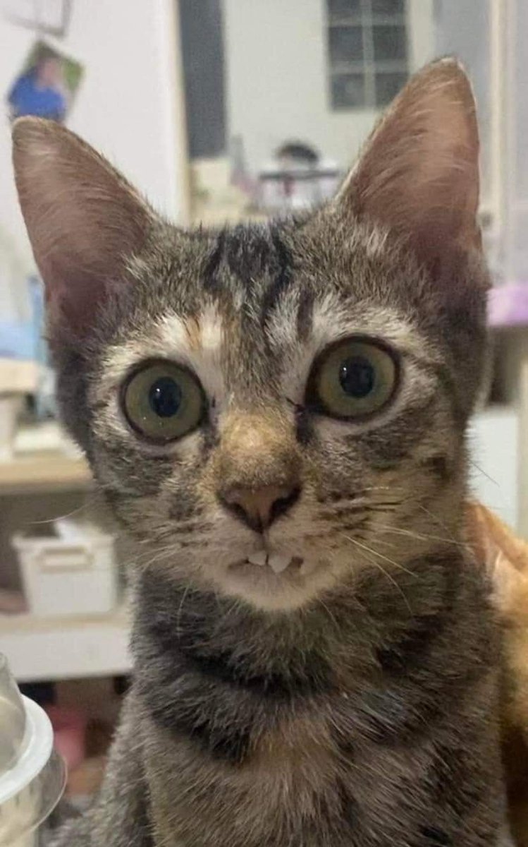 gatitos_qctd's tweet photo. https://t.co/iFukPr4cEB