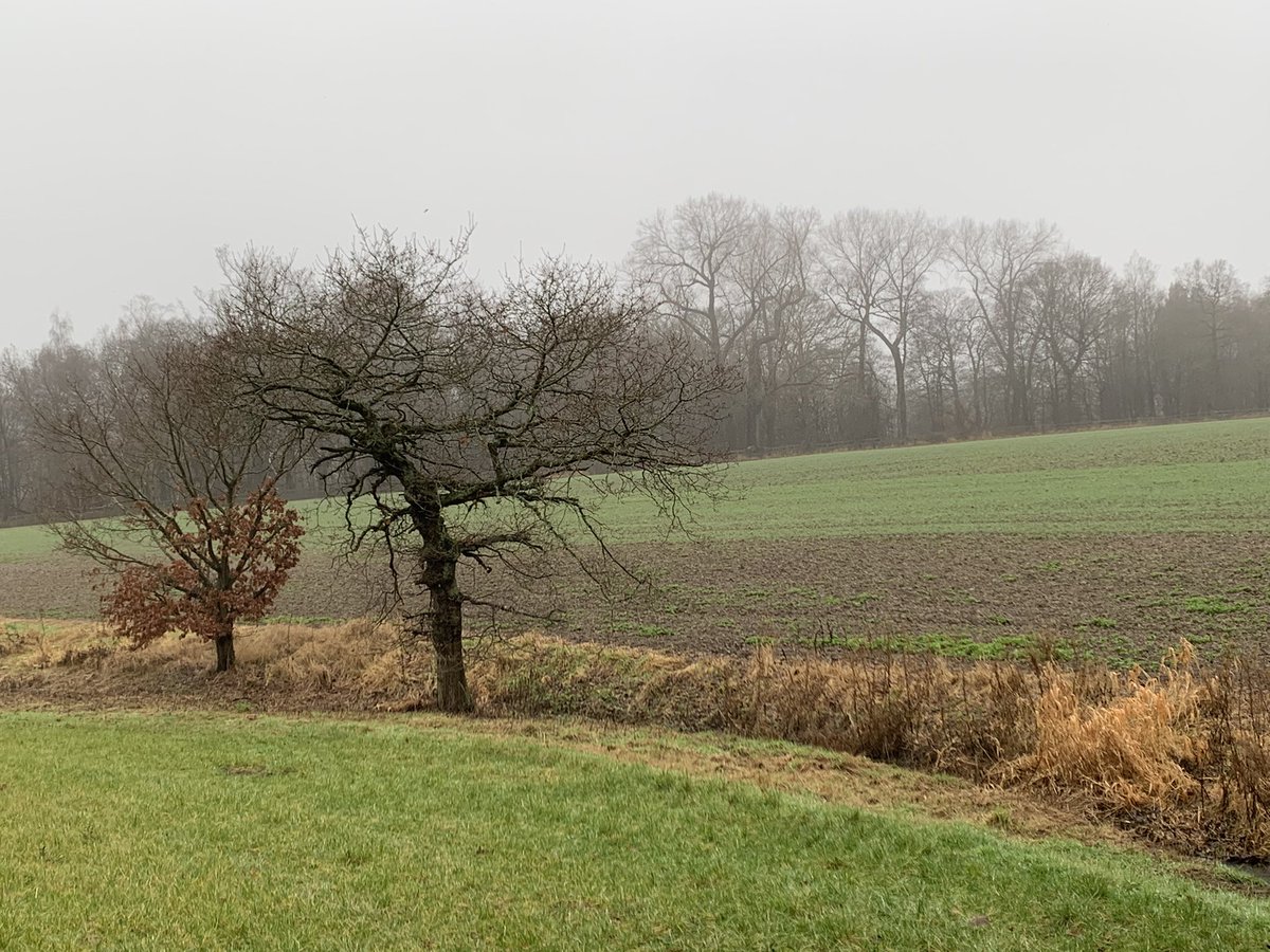 DelepChimney's tweet photo. Another #misty day #dogwalk along the #Rowthorne Trail #WeatherUpdate https://t.co/yZvAjb9hm9