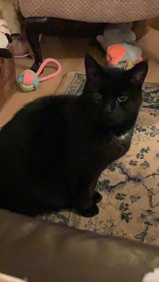 DannyScadding's tweet photo. We unfortunately lost our beautiful cat of 16 years 11pm tonight❤️ he is now at peace and with Molly who passed away in 2019💔 https://t.co/h9itwzyeSN