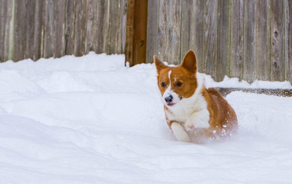 TheRealLexuzi's tweet photo. The majestic Corgi runs through the field of snow, galloping her way towards battle, and never fearing her enemies.
#cornbreadthecorgidog https://t.co/DdnMHskeWj