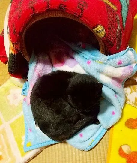 のびのびと眠る姿は、部屋が暖かく居心地いい証拠。季節の変化は猫から教えられる【連載】ねこ連れ草 207話め|ねこのきもちWEB MAGAZINE https://t.co/Zdo3zENTdZ 