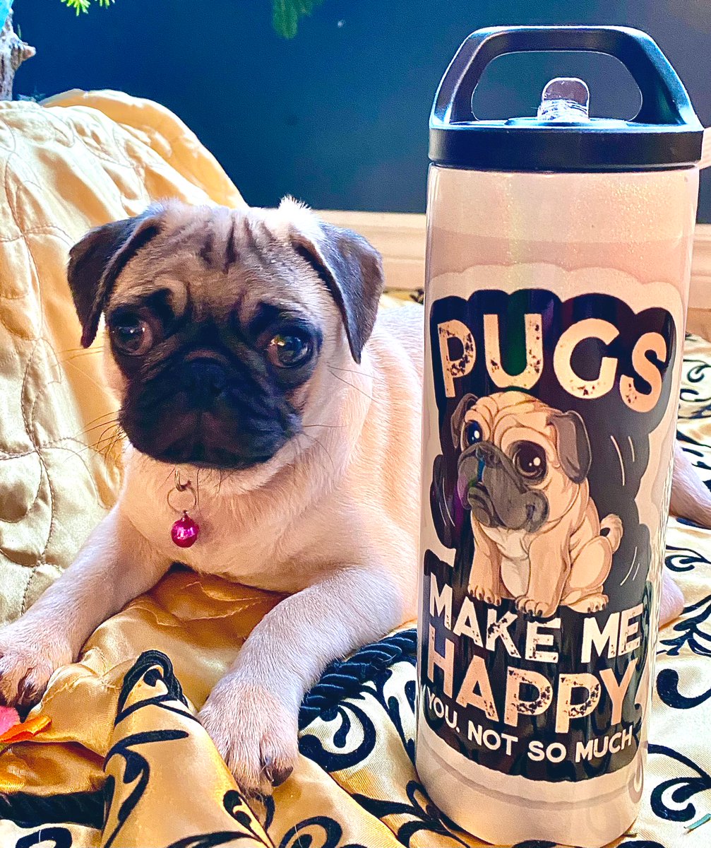 SndPprSnFlower's tweet photo. Meet Bella #puglife #puppylove https://t.co/PQOWc2YUHy
