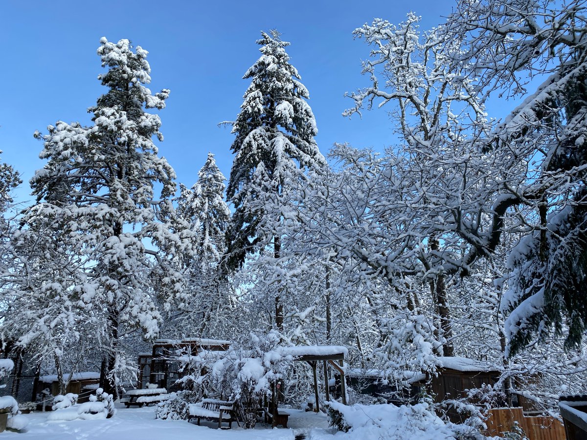 raptortweets's tweet photo. The sun made an appearance, but the temperatures stayed below freezing most of the day. We will remain closed to guests Tuesday &amp; Wednesday 12/28-29/2021 due to snow and ice. Stay tuned for when we reopen to the public. #pnwsnow #eugenesnow #cascadesraptorcenter https://t.co/ZCDPknivSE