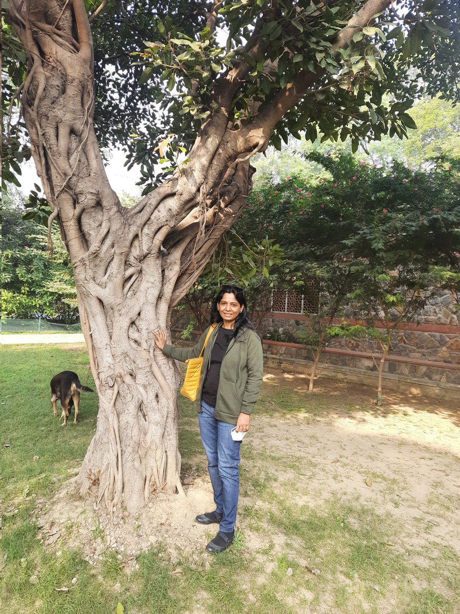 It's time to celebrate the last #thicktrunktuesday of the year🎊
A beautiful pilkhan tree (strangler fig) agreed to pose with me...the dog didn't seem interested!🌳
#trees #TwitterNatureCommunity #treesofdelhi #naturelovers #nature #treephotos #NatureBeauty #growtrees #savetrees