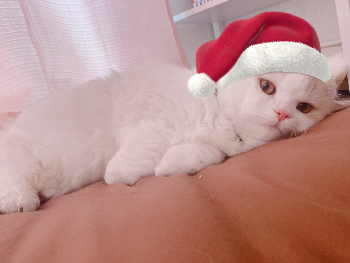 メリークリスマスでした🎅🎁💕😆
 #猫のいる暮らし
 #メリークリスマス #むいサンタ