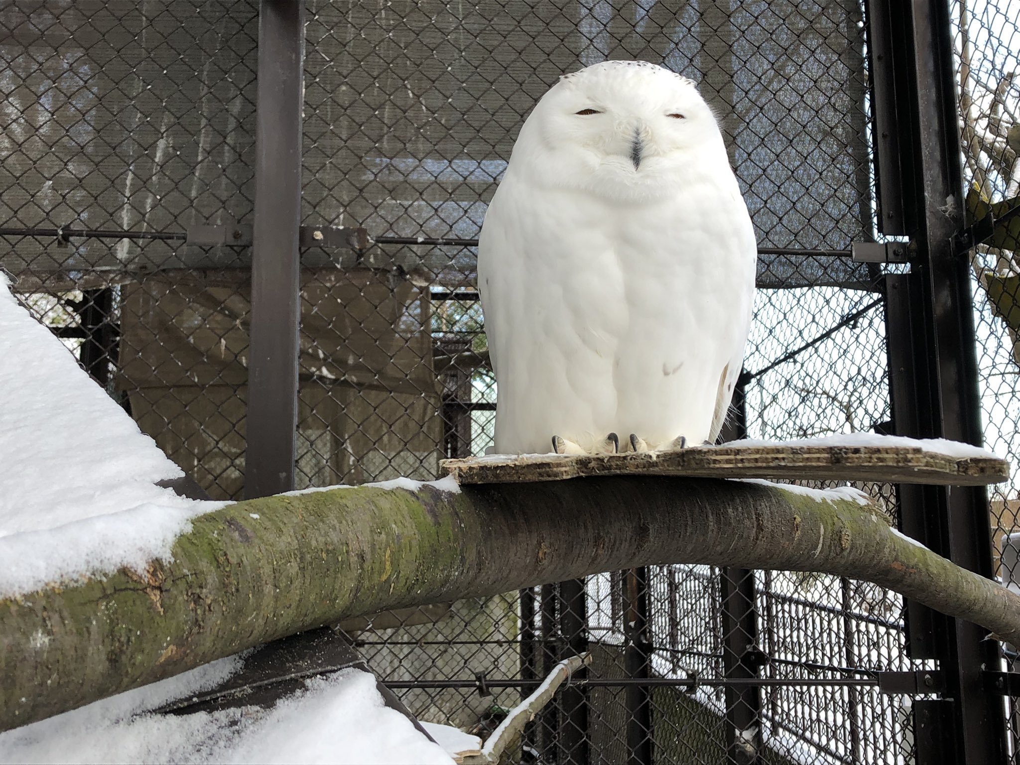 須坂市動物園 公式 お地蔵さん シロフクロウ ムース 須坂市動物園 須坂市 T Co D1h7yna77e Twitter