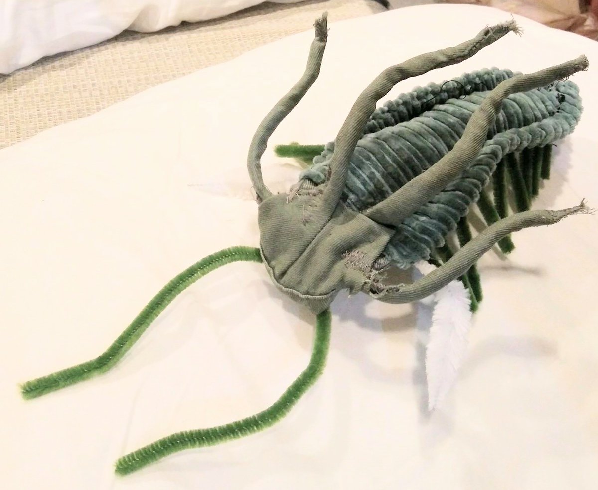 JohnRMoffitt's tweet photo. Perhaps the first plush toy marella ever made. You gotta love those 505 million year old arthropods.
#MarellaMonday https://t.co/AOIevrkNKo