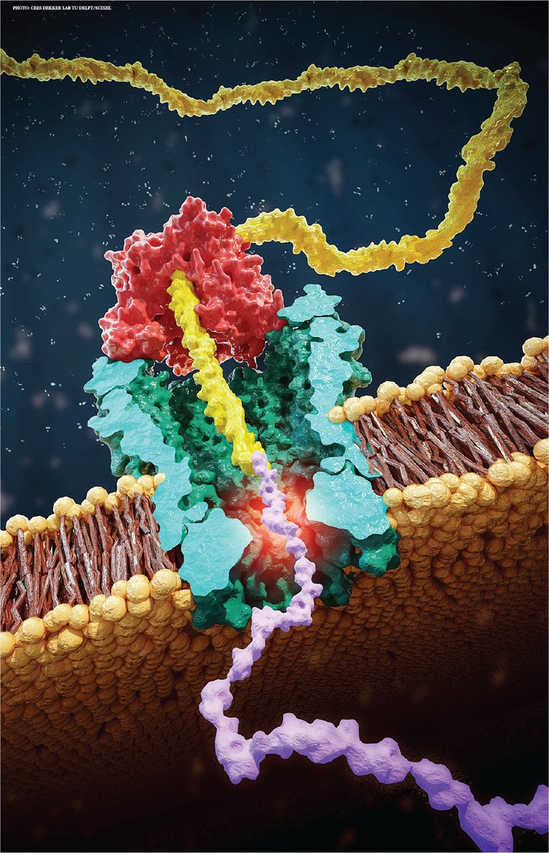 ScienceMagazine's tweet image. A new method developed to reread a single polypeptide many times overcomes one of the biggest obstacles toward single-molecule proteomics. 

Read more in a new #SciencePerspective: fcld.ly/23d7ov4