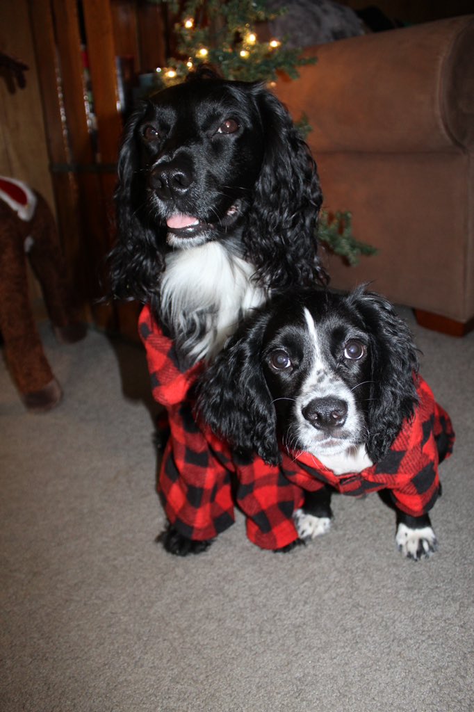 wrightmegannn's tweet photo. @MDiomyx Cash and Gus from Florida say hello! :) https://t.co/kl21oDGma9