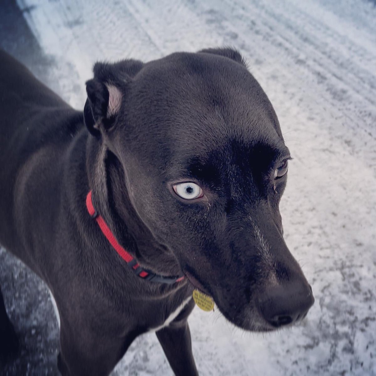 DocNasty8404's tweet photo. Diego, the dog with two brown eyes & one blue eye. 😜 This dude loves playing in the snow, he even made some yellow snow. 😂 #DiegoDog #MexicanRescue #OregonLiving @StreetDogHero https://t.co/669EJNrEFB
