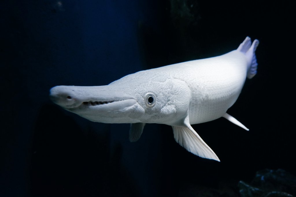 水族マン ビーサポ 竹島水族館 アリゲーターガー プラチナアリゲーターガー 古代魚 水族館 T Co E0dnhf1lu3 Twitter