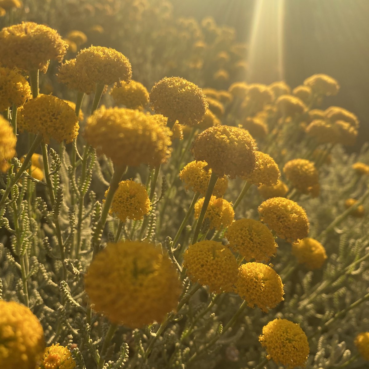 TransmitMedia's tweet photo. Santolina, golden summer bloom. Happy daze.
#shh https://t.co/zkBVFZCr2z