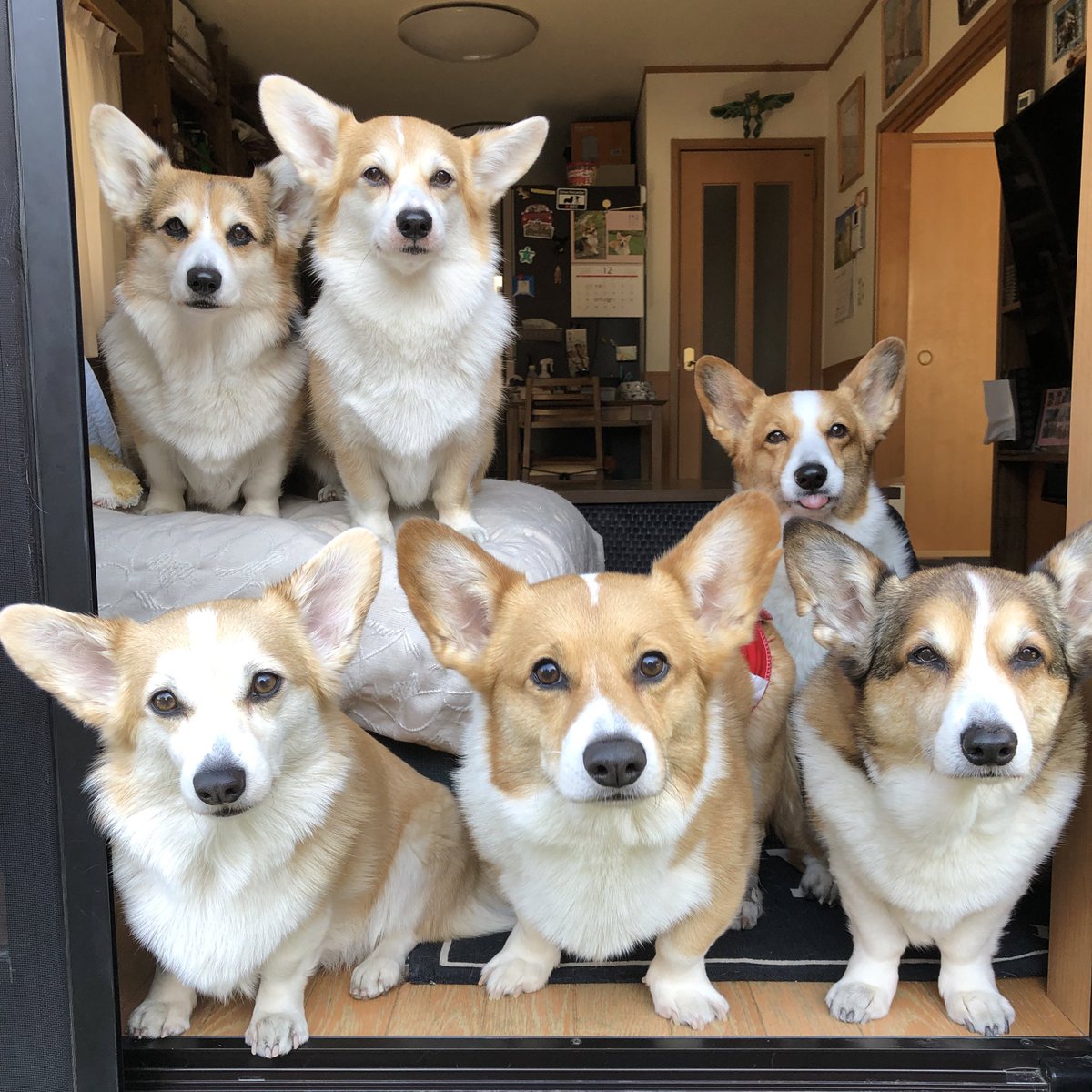 ルーちゃんママ (@tu_qwl) / Posts / X