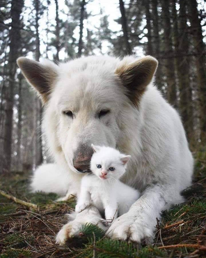 SuzanneLepage1's tweet photo. Nite nite all animal lovers 🐾💗🐾
Sweet dreams everyone 🐶🐱😴💤😘 https://t.co/vxG799Jm5b