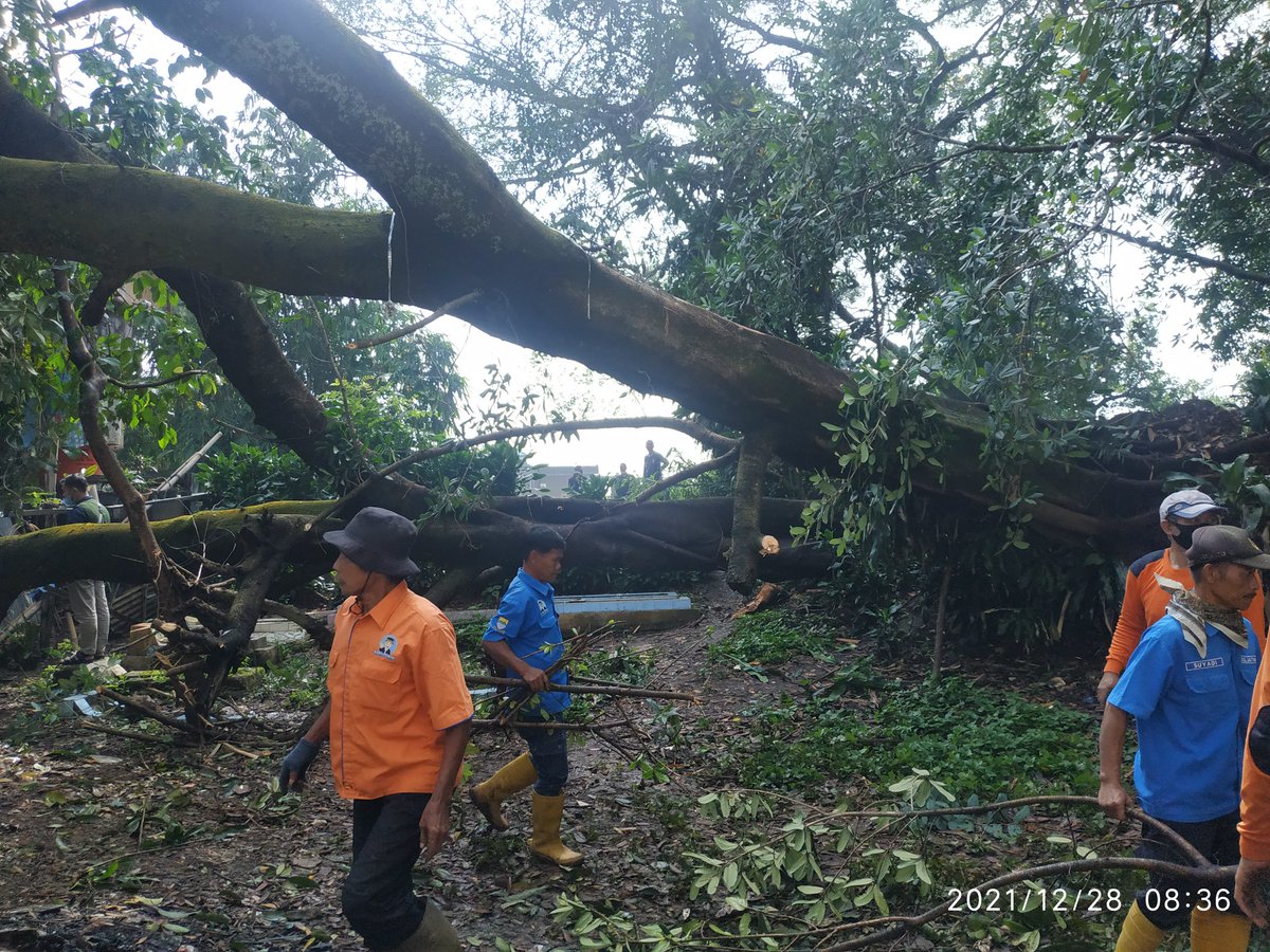 Lilo_SAP's tweet photo. 2 pohon beringin tumbang akibat hujan angin kemarin sore menimpa 1 rumah di daerah jamaras kelurahan jatihandap nampak belum ada mesin pemotong utk evakuasi pohon yg sangat besar @PRFMnews @diskarpbbdg https://t.co/zncufuUlKf