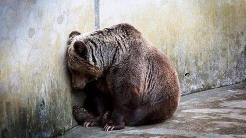 2EZ4CheyBreezy's tweet photo. @IskoMoreno Say No to ZOO

#NoToZoo https://t.co/Dc3RQyVuzx