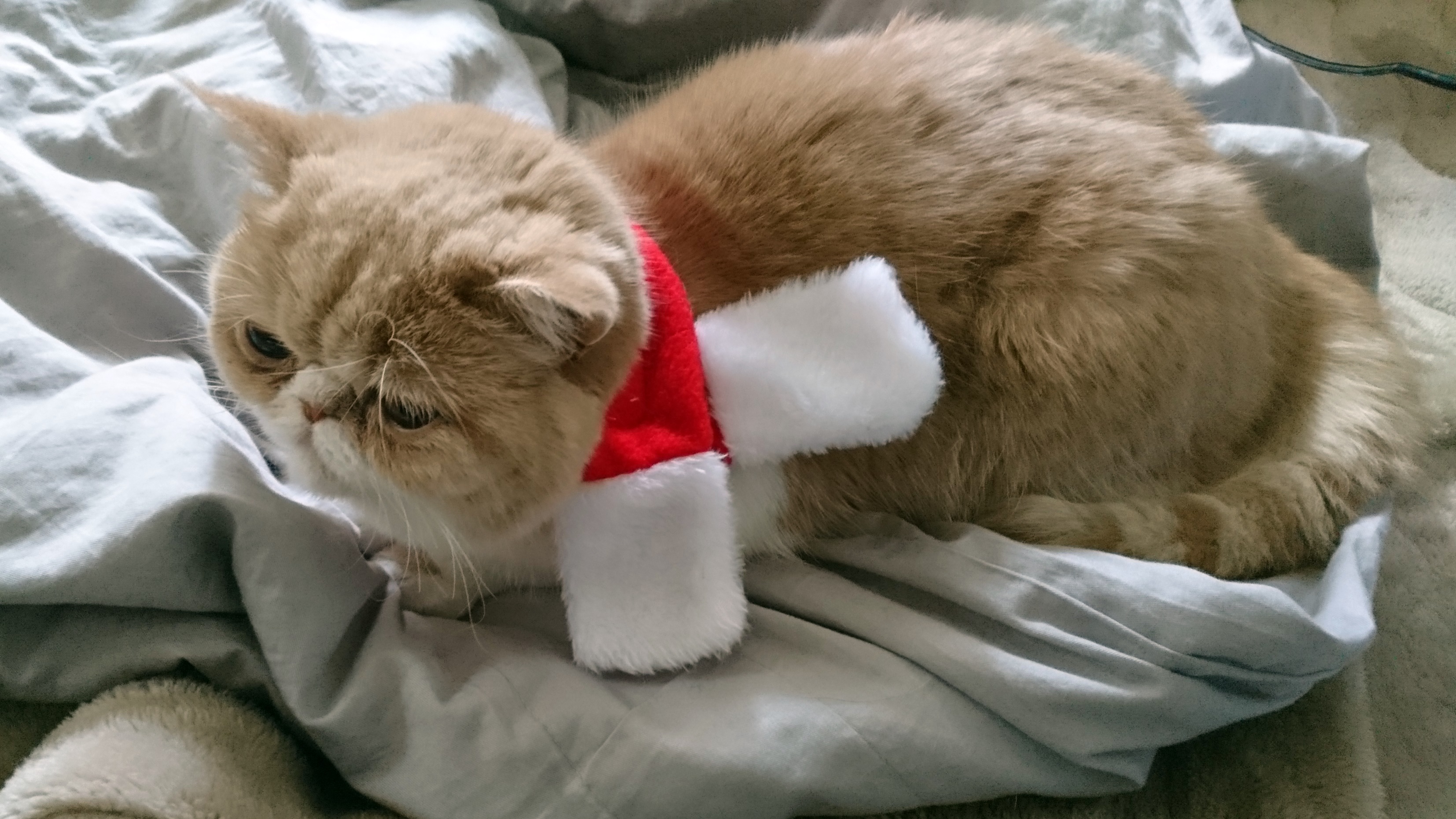 きなこ日記 子猫と新米飼い主の日常 Kinaco 16 Twitter