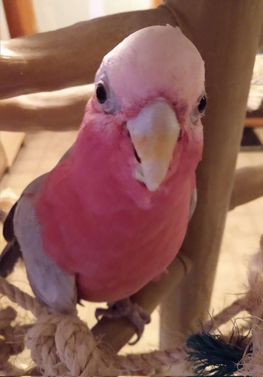 tiellover's tweet photo. @BeachBeaks Awww...Rosie says hi to Daddy Guy! https://t.co/1XPxWlFmuu