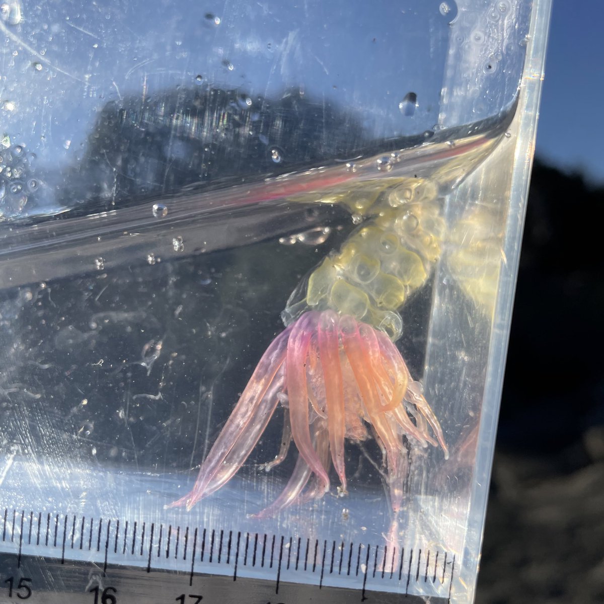 海でなんか変な生き物を捕まえたのだけどこれ何 凄いビジュアルだ めっちゃ珍しいやつだった Togetter