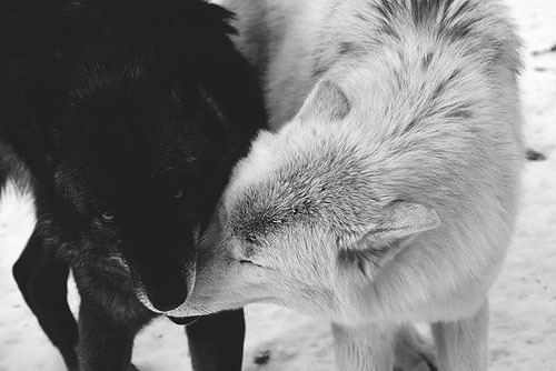 HourlyWolves presents: