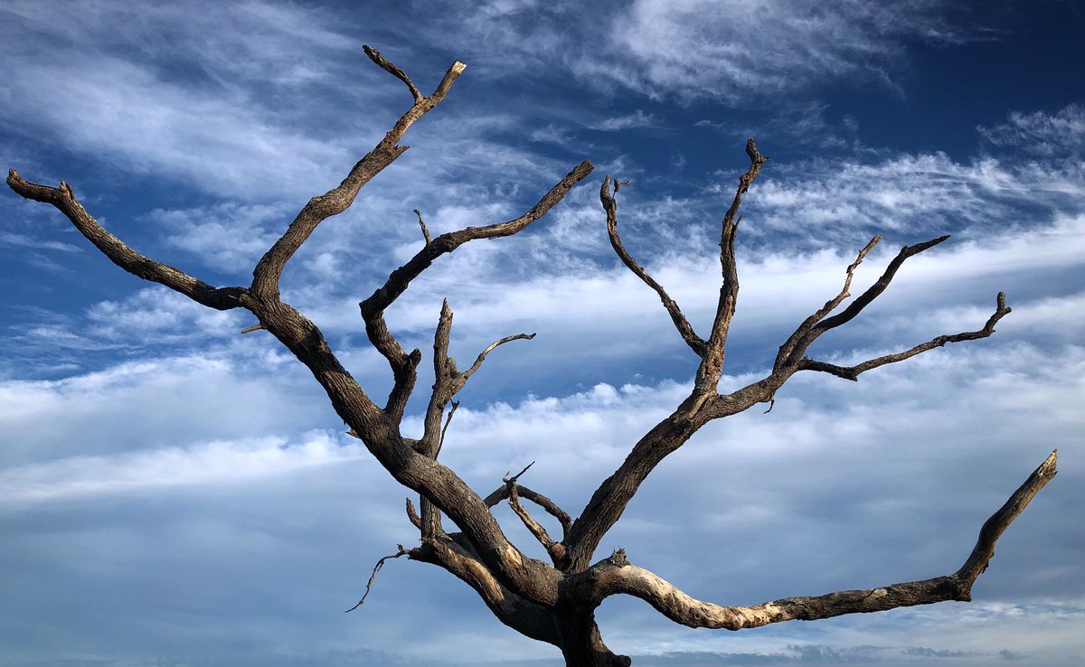 Felipe Barral tweet media