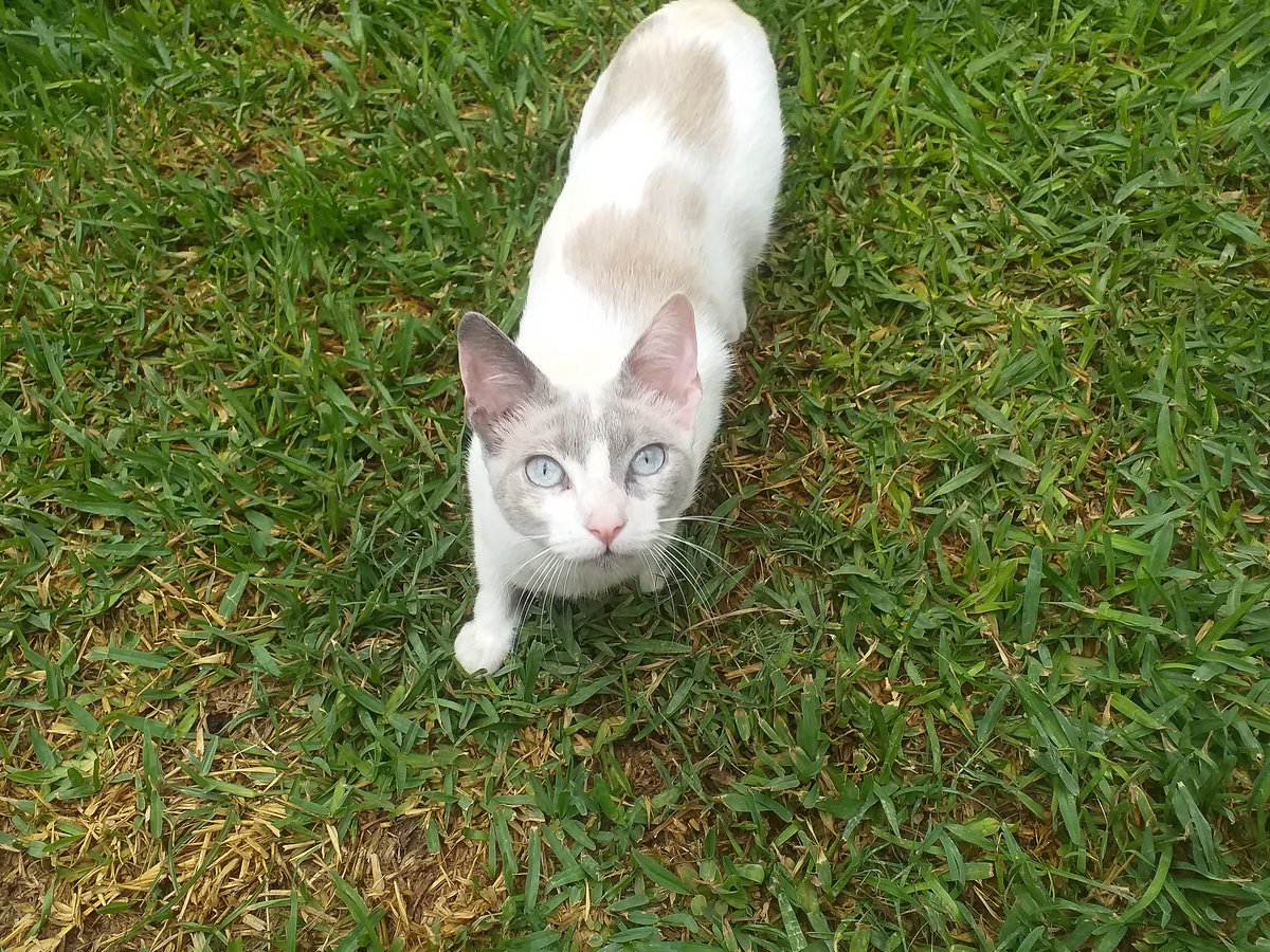 koo1winter's tweet photo. @EntelPeru @BTS_twt Hola tio entel , ella es Lila tiene 7 meses y es fotogénica 📸🐈
Gracias por las pantallas que va a colocar por el cumpleaños de tae 👏💜 https://t.co/T8xgObZW9A
