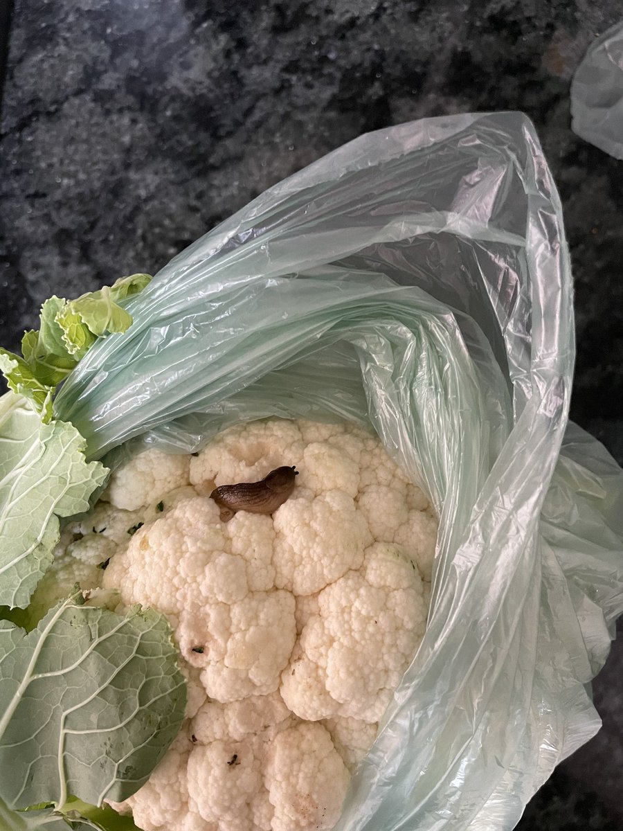 harithroshana's tweet photo. @woolworths this is not good at all. A slug 🐌🐌 https://t.co/9OzP9N8dYq