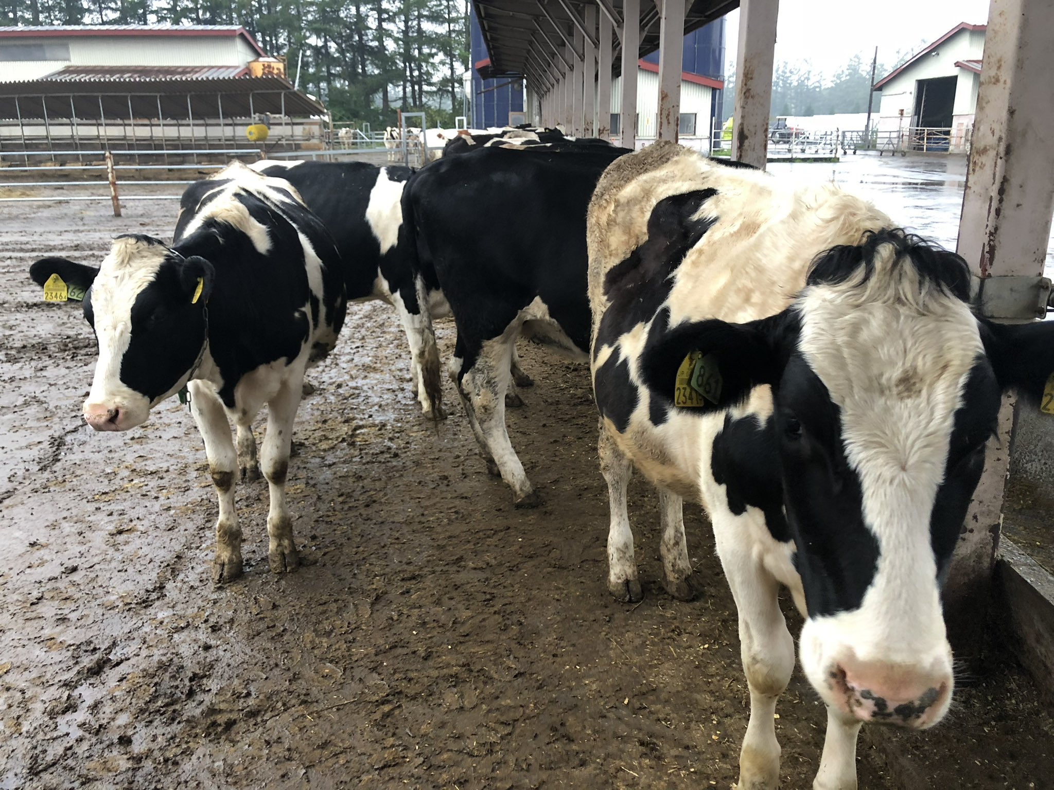 能登牛 べこりん 拡散してもぉ 年末年始は牛乳を飲もぉ 日本で牛乳を出す牛さんのほとんどは 白黒のホルスタインという牛だもぉ 最近は牛乳の需要が落ち込んでいるもぉ ホルスタインの牛さんは 毎日牛乳を搾らないと病気になるんだもぉ だから 能登牛 べこりん 拡散してもぉ 年末年始は牛乳を飲もぉ 日本で牛乳を出す牛さんのほとんどは 白黒のホルスタインという牛だもぉ 最近は牛乳の需要が落ち込んでいるもぉ ホルスタインの牛さんは 毎日牛乳を搾らないと病気になるんだもぉ だから
