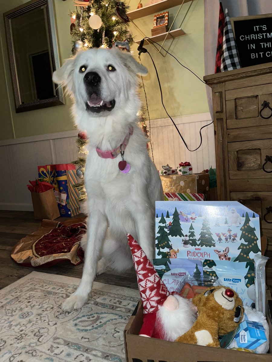 ItsTay_T's tweet photo. For Christmas both of them got their own bark box. I promise they were more enthused than they look 🤣 @barkbox https://t.co/p9Kfy9xgHx