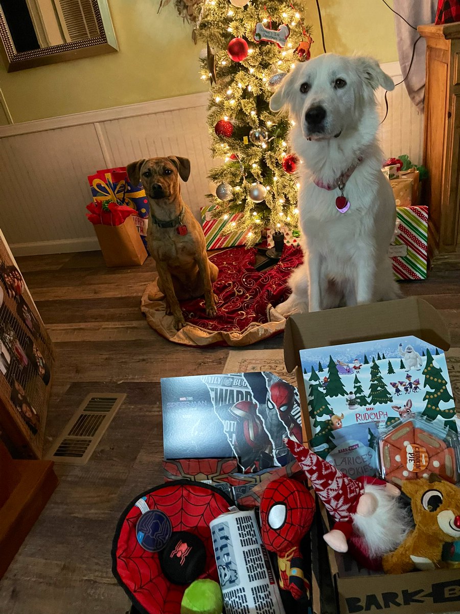 ItsTay_T's tweet photo. For Christmas both of them got their own bark box. I promise they were more enthused than they look 🤣 @barkbox https://t.co/p9Kfy9xgHx