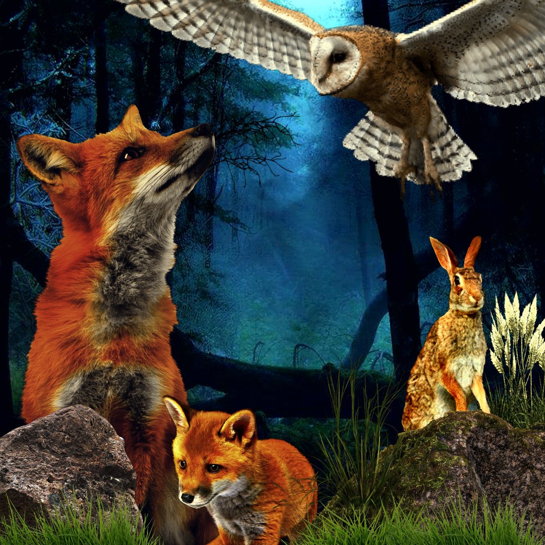 MIAMI FOX PUBLISHING tweet media