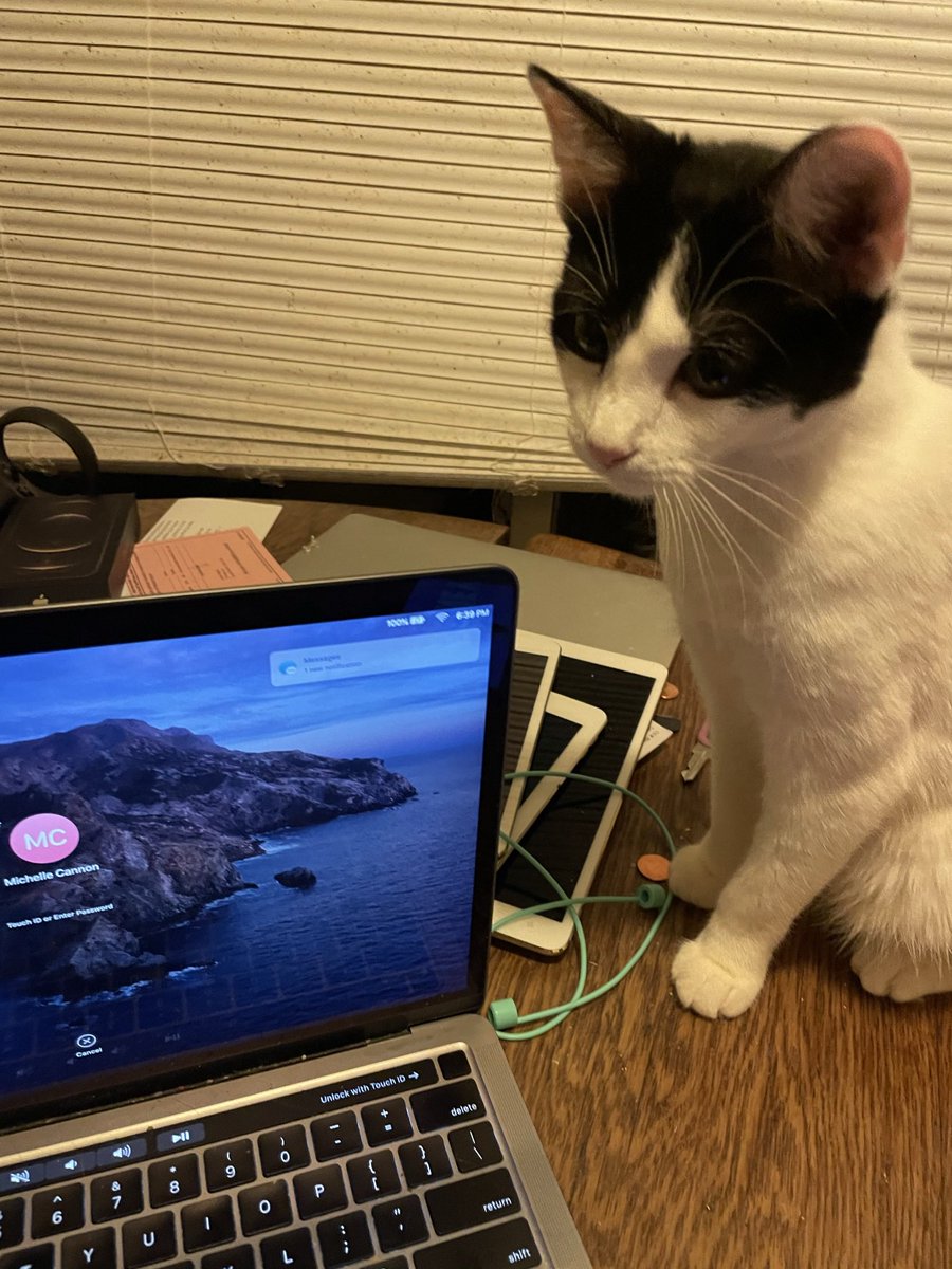 michelle_cat's tweet photo. https://t.co/iYGmKs3Ie3