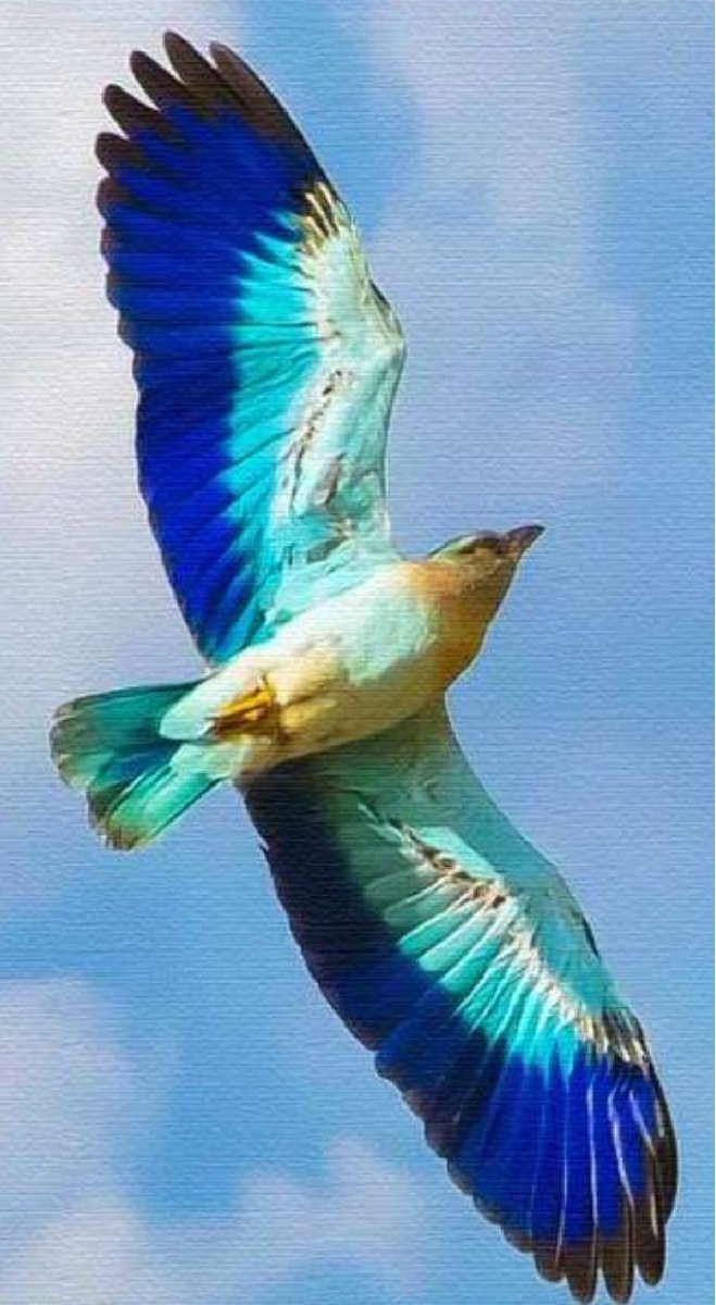 GurkaynakGonenc's tweet photo. Gökkuzgun (Bronze Breasted Indian Roller). Tehdit altında. Ana tehdit, yine, daima, insan. https://t.co/iUx8uj80cQ