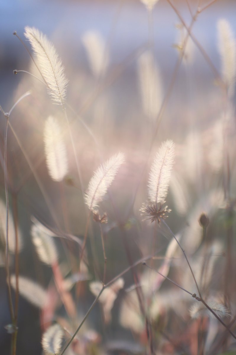 #ファインダー越しの私の世界
#キリトリセカイ
Jupiter-9