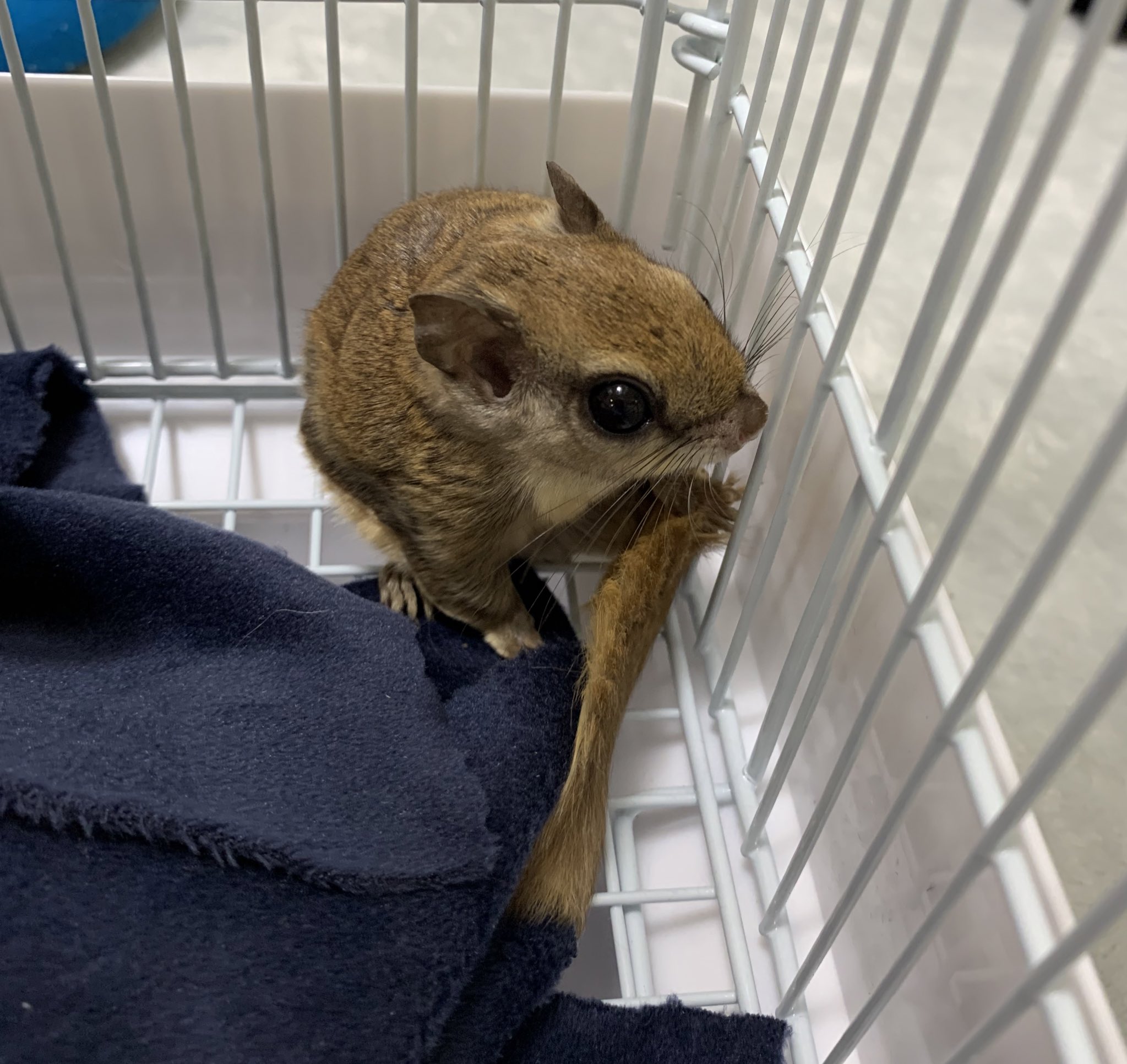 珍しい動物 Twitter Search Twitter