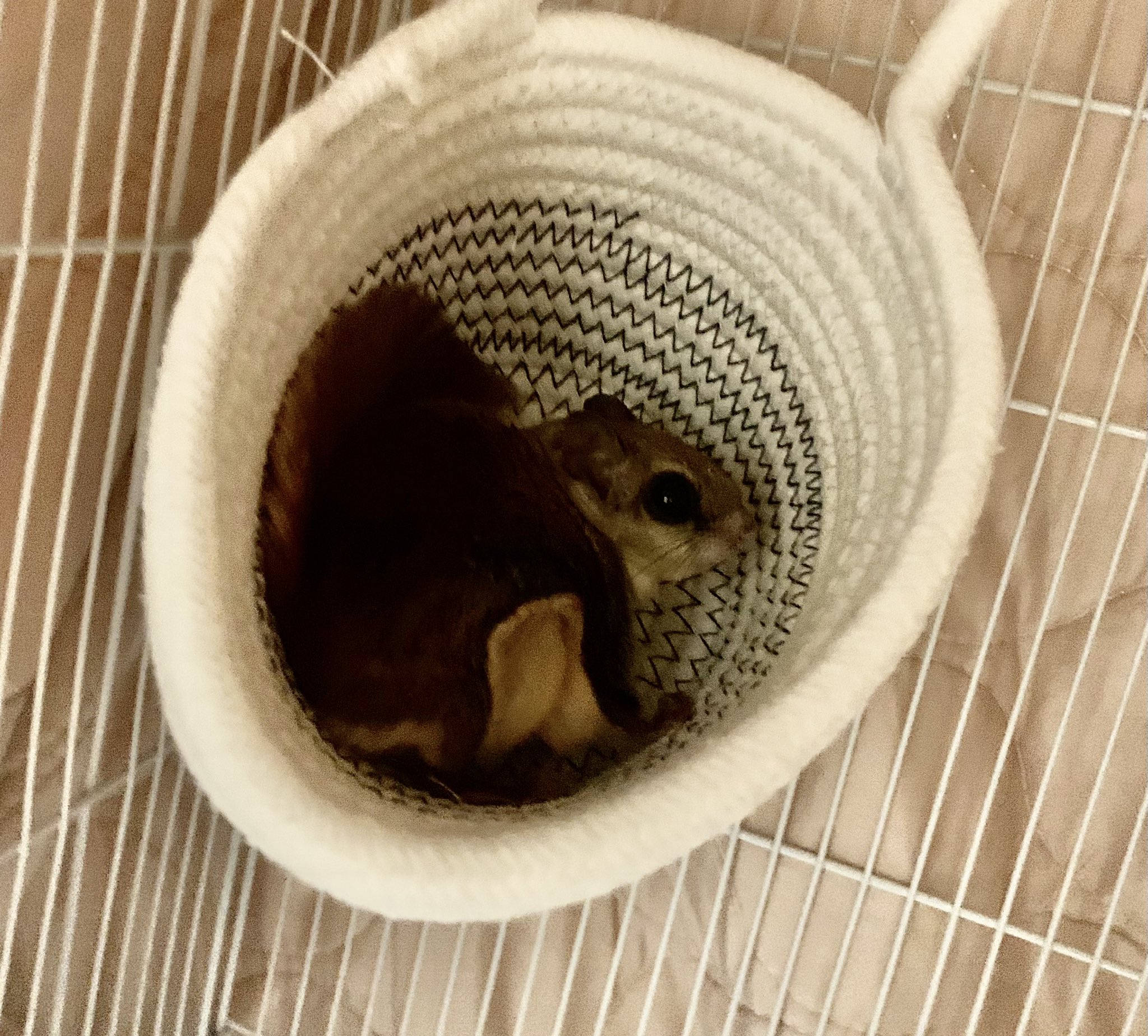 珍しい動物 Twitter Search Twitter