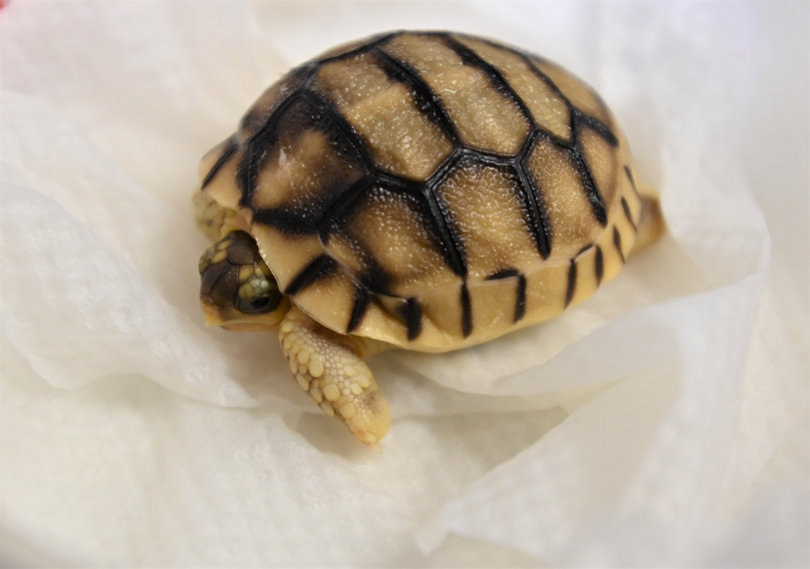 横浜市立野毛山動物園 公式 記者発表 今年5頭目ヘサキリクガメの繁殖に成功しました 詳細はこちら T Co Kvaalhywrs 野毛山動物園 ヘサキリクガメ T Co Kqc6vk1w8c Twitter