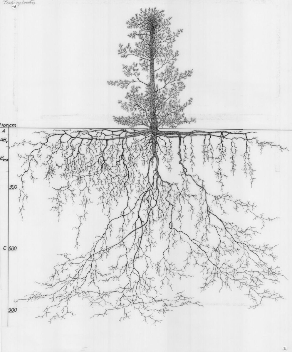 Tree Time for @JuvenileCrime (@campaign4trees) on Twitter photo A Look at a Whole TREE.
#tree #trees #TreeClub #Roots #Root #plants #plant <a href="/Campaign4TREES/">Tree Time for @JuvenileCrime</a> #GlobalYouthJustice A Look at a Whole TREE.
#tree #trees #TreeClub #Roots #Root #plants #plant <a href="/Campaign4TREES/">Tree Time for @JuvenileCrime</a> #GlobalYouthJustice