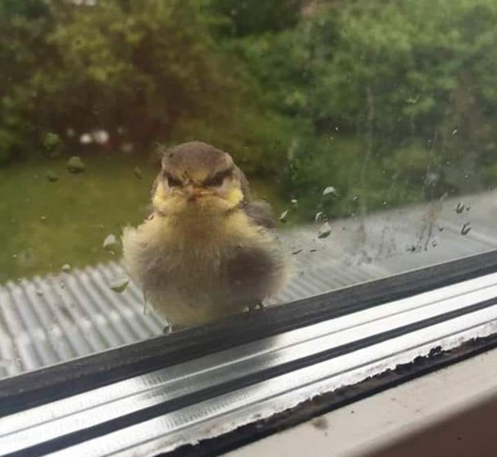 ABRE A JANELA P@RRA!!!!!!