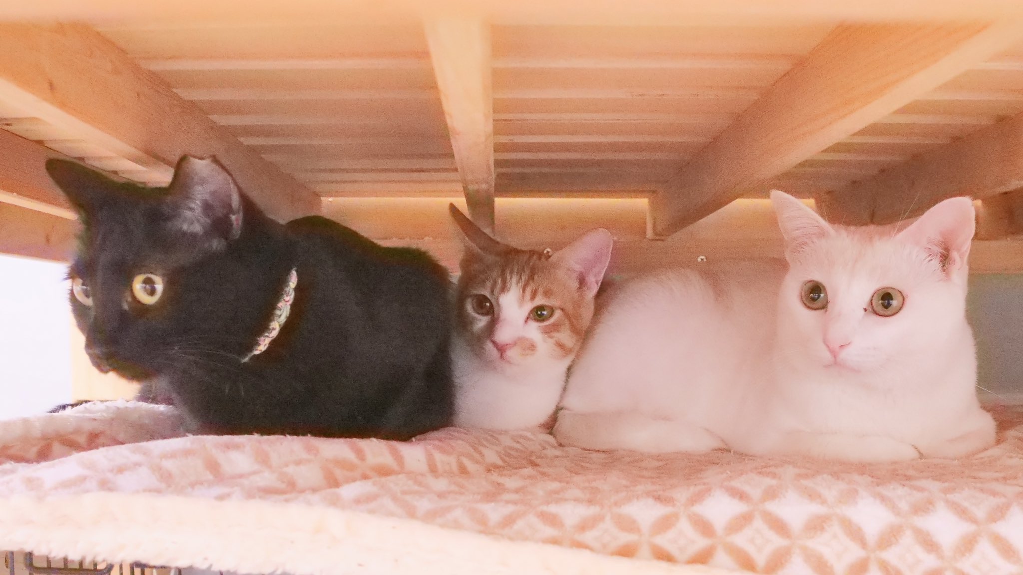 東京都内 エリア別 保護猫カフェ おすすめ6選 保護犬 保護猫の里親探しならワンニャイフ