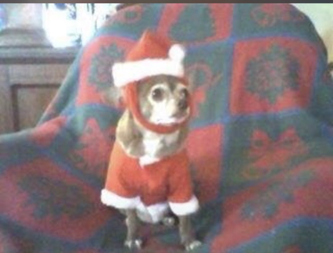 SpankyDecker's tweet photo. Hope everyone had a wonderful Christmas #puppies #dogs https://t.co/L8cM5T57mL