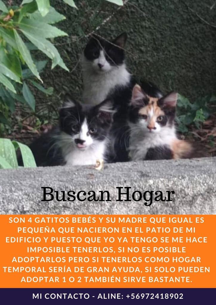 JackoProu's tweet photo. Tweet para ayudar 
#sosGatitos 👇👇 https://t.co/oLjqwFhnbX